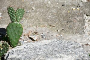 10 Low-Maintenance Plants for a Beautiful Year-Round Yard