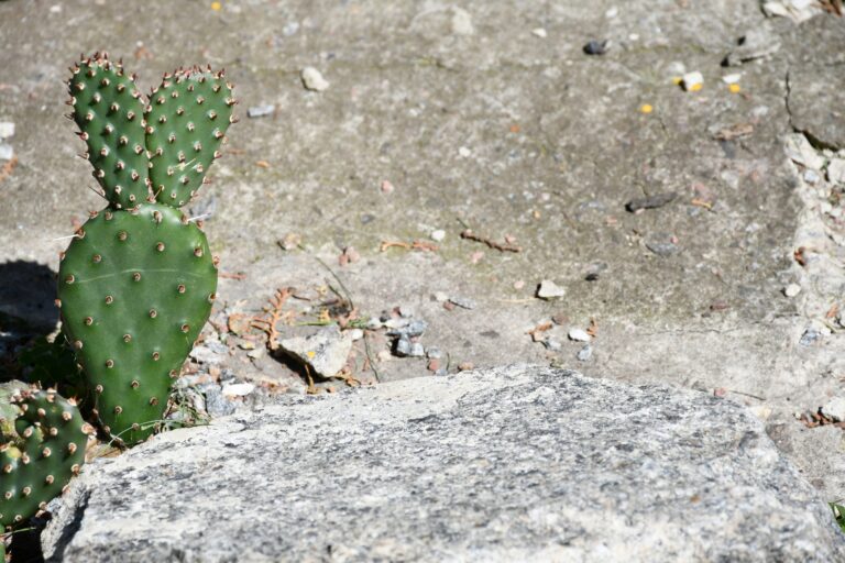 10 Low-Maintenance Plants for a Beautiful Year-Round Yard