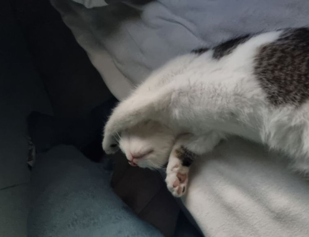 how are zayepro pharmaceuticals ltd drugs made