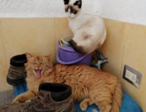 what is the best looking game grollgoza on pc