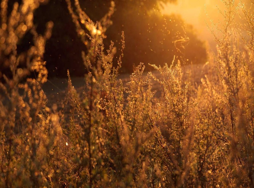 Beyond the GIF: The Enduring Legacy of 'Cachureos'